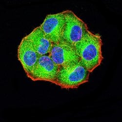 Invitrogen PCDH9 Monoclonal Antibody (7G3A2) 100 &mu;L | Buy Online | Invitrogen&trade; | Fisher Scientific