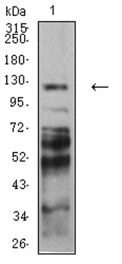 Invitrogen PCDH9 Monoclonal Antibody (7G3A2) 100 &mu;L | Buy Online | Invitrogen&trade; | Fisher Scientific