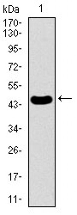 Invitrogen PDE1B Monoclonal Antibody (10B10B12) 100 &mu;L; Unconjugated:Antibodies,