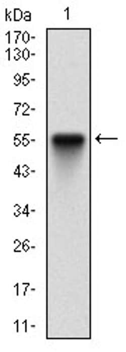 Invitrogen PDK2 Monoclonal Antibody (3F2D7) 100 &mu;L; Unconjugated:Antibodies,