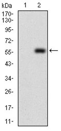 Invitrogen PDK2 Monoclonal Antibody (3F2D7) 100 &mu;L; Unconjugated:Antibodies,