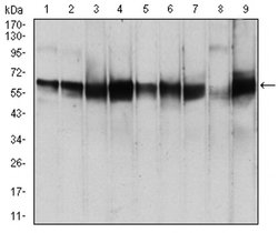 Invitrogen PDPK1 Monoclonal Antibody (7E4G11) 100 &mu;L; Unconjugated:Antibodies,