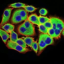 Invitrogen PGRMC1 Monoclonal Antibody (6F9A1) 100 &mu;L; Unconjugated:Antibodies,