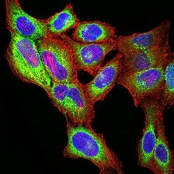 Invitrogen PGRMC1 Monoclonal Antibody (6F9A1) 100 &mu;L; Unconjugated:Antibodies,