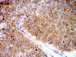 Invitrogen PGRMC1 Monoclonal Antibody (6F9A1) 100 &mu;L; Unconjugated:Antibodies,