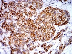 Invitrogen PGRMC1 Monoclonal Antibody (6F9A1) 100 &mu;L; Unconjugated:Antibodies,