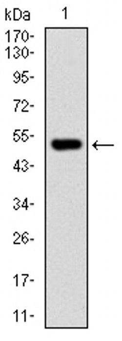 Invitrogen PHC1 Monoclonal Antibody (1F3F3) 100 &mu;L; Unconjugated:Antibodies,