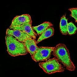 Invitrogen PLD2 Monoclonal Antibody (7E4D9) 100 &mu;L; Unconjugated:Antibodies,