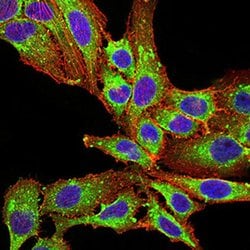 Invitrogen PLD2 Monoclonal Antibody (7E4D9) 100 &mu;L; Unconjugated:Antibodies,