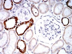 Invitrogen PLD2 Monoclonal Antibody (7E4D9) 100 &mu;L; Unconjugated:Antibodies,
