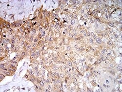 Invitrogen PLD2 Monoclonal Antibody (7E4D9) 100 &mu;L; Unconjugated:Antibodies,