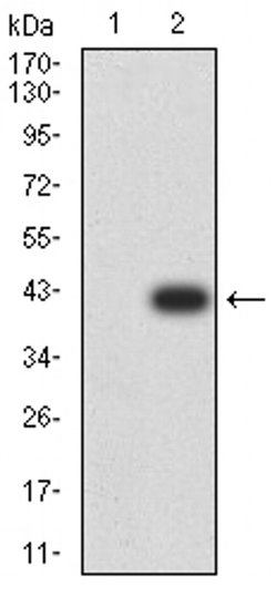 Invitrogen PLD2 Monoclonal Antibody (7E4D9) 100 &mu;L; Unconjugated:Antibodies,