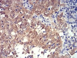 Invitrogen PRDM4 Monoclonal Antibody (4B6E8) 100 &mu;L; Unconjugated:Antibodies,