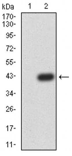 Invitrogen PRDM4 Monoclonal Antibody (4B6E8) 100 &mu;L; Unconjugated:Antibodies,