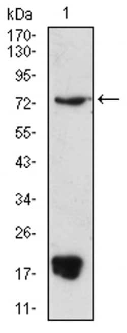 Invitrogen PRDM5 Monoclonal Antibody (7D4E11) 100 &mu;L | Buy Online | Invitrogen&trade; | Fisher Scientific