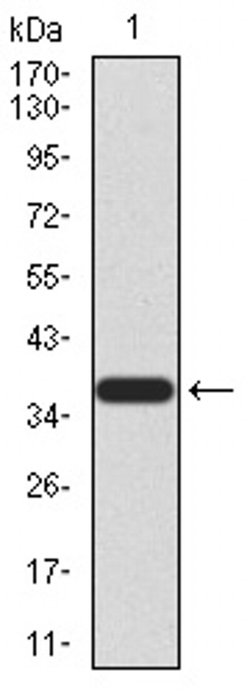 Invitrogen PRDM5 Monoclonal Antibody (7D4E11) 100 &mu;L | Buy Online | Invitrogen&trade; | Fisher Scientific