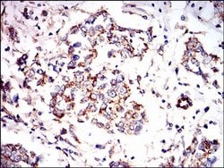 Invitrogen AMPK gamma-1 Monoclonal Antibody (4A1G9) 100 &mu;L; Unconjugated:Antibodies,