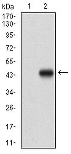 Invitrogen AMPK gamma-1 Monoclonal Antibody (4A1G9) 100 &mu;L; Unconjugated:Antibodies,