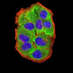 Invitrogen AMPK gamma-3 Monoclonal Antibody (2C7A7) 100 &mu;L | Buy Online | Invitrogen&trade; | Fisher Scientific