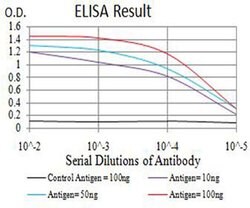Invitrogen AMPK gamma-3 Monoclonal Antibody (1C5D10) 100 &mu;L; Unconjugated:Antibodies,