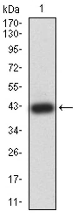 Invitrogen AMPK gamma-3 Monoclonal Antibody (1C5D10) 100 &mu;L; Unconjugated:Antibodies,