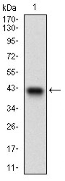 Invitrogen PTP4A2 Monoclonal Antibody (5B6F4) 100 &mu;L; Unconjugated:Antibodies,