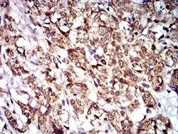 Invitrogen PTPN14 Monoclonal Antibody (2B3H7) 100 &mu;L; Unconjugated:Antibodies,
