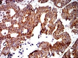 Invitrogen PTPN14 Monoclonal Antibody (2B3H7) 100 &mu;L; Unconjugated:Antibodies,