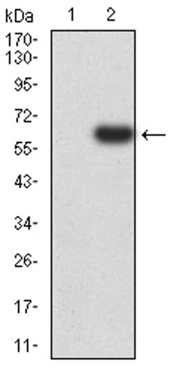 Invitrogen PTPN14 Monoclonal Antibody (2B3H7) 100 &mu;L; Unconjugated:Antibodies,