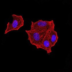 Invitrogen PTPN14 Monoclonal Antibody (2C12E3) 100 &mu;L | Buy Online | Invitrogen&trade; | Fisher Scientific