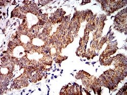 Invitrogen PTPN14 Monoclonal Antibody (2C12E3) 100 &mu;L | Buy Online | Invitrogen&trade; | Fisher Scientific
