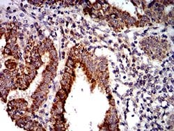 Invitrogen PTPN14 Monoclonal Antibody (2C12E3) 100 &mu;L | Buy Online | Invitrogen&trade; | Fisher Scientific