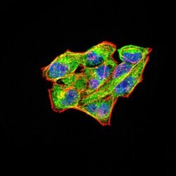 RAB11FIP1 Monoclonal Antibody (1A12B9D8), Invitrogen&trade;