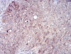 RAB11FIP1 Monoclonal Antibody (1A12B9D8), Invitrogen™