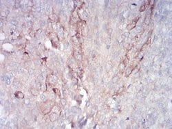 RAB11FIP1 Monoclonal Antibody (1A12B9D8), Invitrogen&trade;