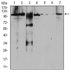 RAB11FIP1 Monoclonal Antibody (1A12B9D8), Invitrogen&trade;