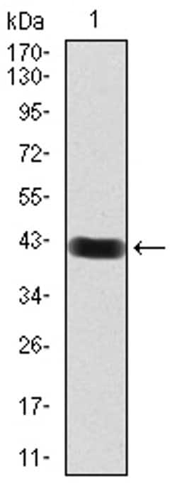 RAB11FIP1 Monoclonal Antibody (1A12B9D8), Invitrogen&trade;