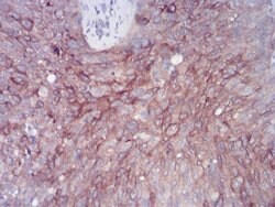 Invitrogen™ RAB11FIP1 Monoclonal Antibody (3A12H9D2)
