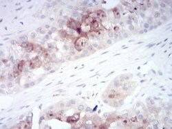 Invitrogen&trade;&nbsp;RAB11FIP1 Monoclonal Antibody (3A12H9D2)