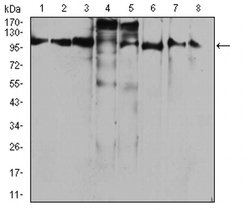 Invitrogen&trade;&nbsp;RAB11FIP1 Monoclonal Antibody (3A12H9D2)