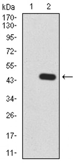 Invitrogen RAB13 Monoclonal Antibody (8E8E2) 100 &mu;L; Unconjugated:Antibodies,