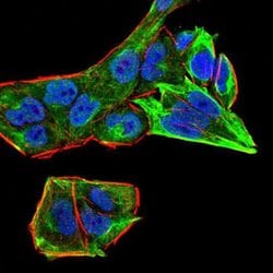 Invitrogen RAB13 Monoclonal Antibody (7G8A4) 100 &mu;L; Unconjugated:Antibodies,