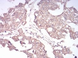 Invitrogen RAB13 Monoclonal Antibody (7G8A4) 100 &mu;L; Unconjugated:Antibodies,