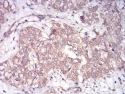 Invitrogen RAB13 Monoclonal Antibody (7G8A4) 100 &mu;L; Unconjugated:Antibodies,