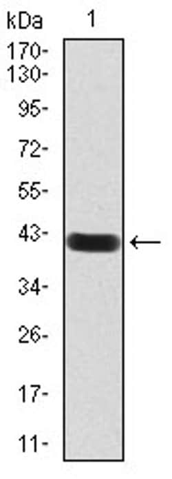Invitrogen RAB13 Monoclonal Antibody (7G8A4) 100 &mu;L; Unconjugated:Antibodies,