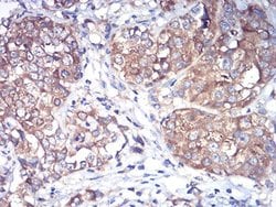 Invitrogen RAB1B Monoclonal Antibody (7A12G2) 100 &mu;L; Unconjugated:Antibodies,