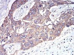Invitrogen RAB1B Monoclonal Antibody (7A12G2) 100 &mu;L; Unconjugated:Antibodies,