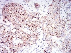 Invitrogen RAB6B Monoclonal Antibody (6D12G9) 100 &mu;L; Unconjugated:Antibodies,