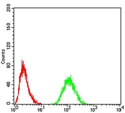 Invitrogen RAD21 Monoclonal Antibody (1B6D1) 100 &mu;L; Unconjugated:Antibodies,