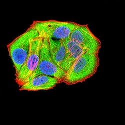Invitrogen RAD21 Monoclonal Antibody (1B6D1) 100 &mu;L; Unconjugated:Antibodies,